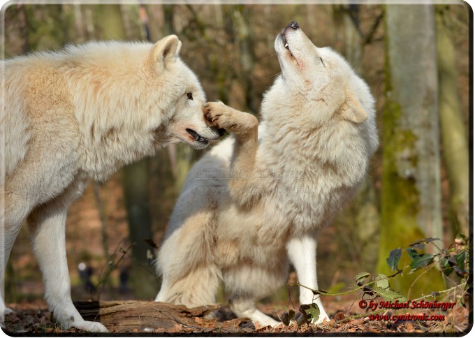 Foto Michael Schönberger - Polarwölfe - Wolfspark Werner Freund